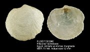PLEISTOCENE Pillucina fischeriana